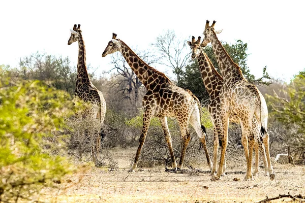 Gruppo Giraffe Cammina Attraverso Savana Tra Piante — Foto Stock
