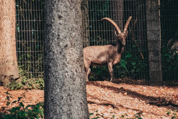 Una Cabra Con Cuernos Grandes Parque Vida Silvestre Alemania — Foto de Stock