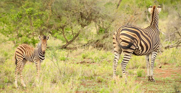 Eine Schöne Aufnahme Der Niedlichen Burchell Zebras Wilder Natur — Stockfoto