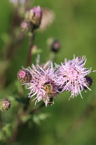 Vertikální Záběr Včely Sbírající Nektar Pyl Trnitém Bodlákovém Květu — Stock fotografie
