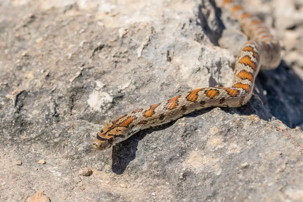 Zamenis Situla是马耳他群岛特有的蛇种类 在石灰岩上滑行 被成年豹蛇或欧洲老鼠开枪打死 — 图库照片