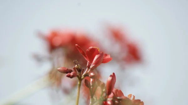 Ένα Κοντινό Πλάνο Κόκκινα Λουλούδια Θολό Φόντο — Φωτογραφία Αρχείου