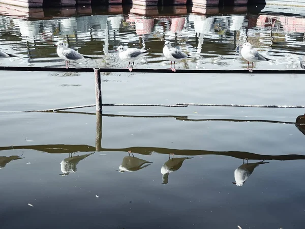 一群海鸥栖息在湖边的金属栅栏上 — 图库照片