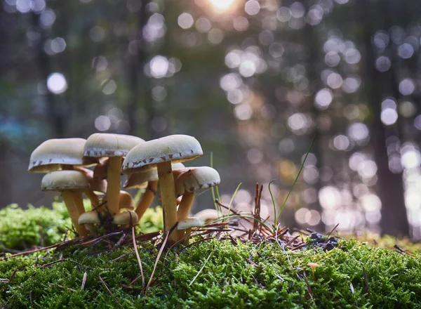 Plano Poco Profundo Hongos Creciendo Sobre Musgo Bosque — Foto de Stock