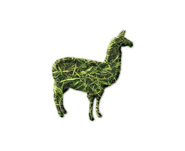 Alpaca Shape Grass Texture Isolated White Background — Stock Photo, Image