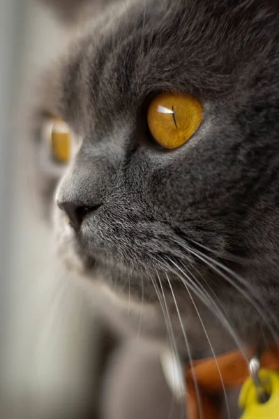 Μια Επιλεκτική Φωτογραφία Μιας Χαριτωμένης Γκρίζας Γάτας Που Κοιτάζει Έξω — Φωτογραφία Αρχείου