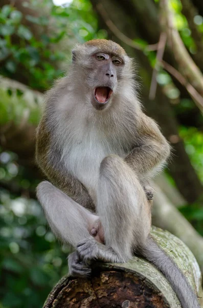 Vertikal Bild Munk Trädgren Utomhus Dagsljus — Stockfoto