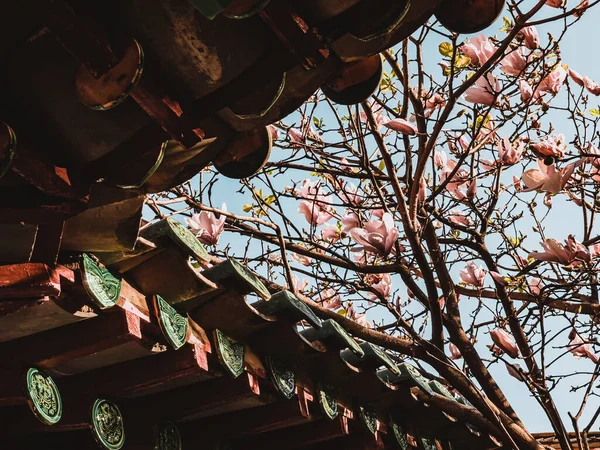 Beautiful View Cherry Blossoms Pagoda China — Stock Photo, Image
