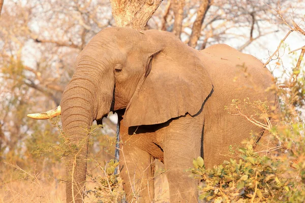 Zbliżenie Słonia Safari — Zdjęcie stockowe