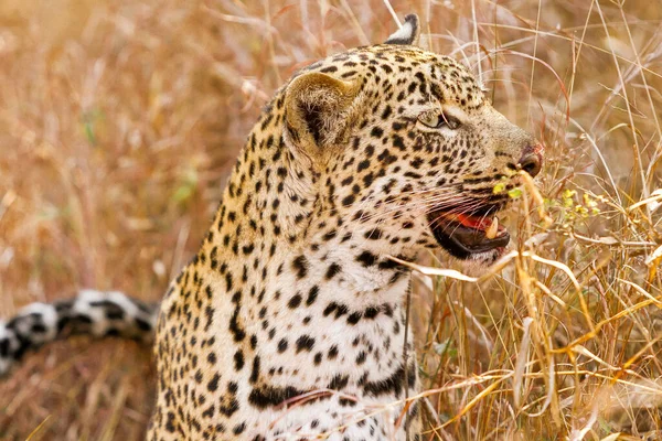 Porträt Eines Leoparden Umgeben Von Trockenem Gras — Stockfoto