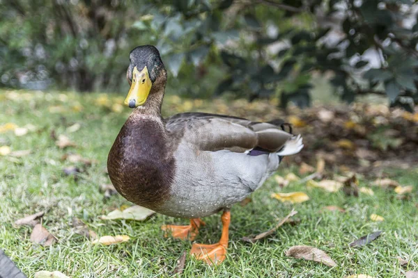 Närbild Härlig Anka Som Går Trädgården — Stockfoto