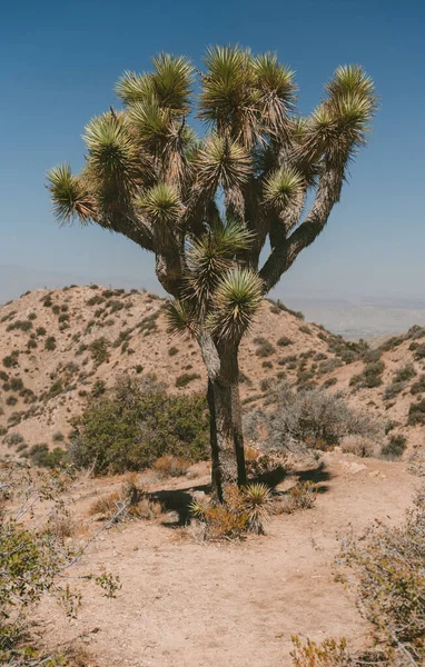 Vertical Shot Joshua Tree Desert — Stock Photo, Image