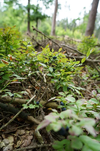 Primer Plano Arbusto Arándanos Creciendo Bosque — Foto de Stock