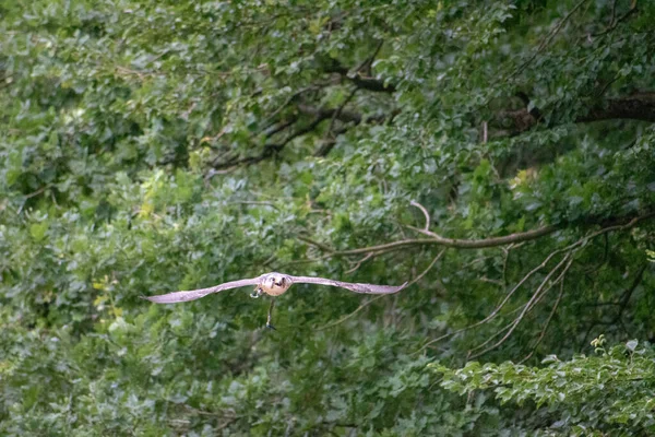 Almanya Daki Bir Vahşi Yaşam Parkında Ağaçların Yanında Uçan Bir — Stok fotoğraf