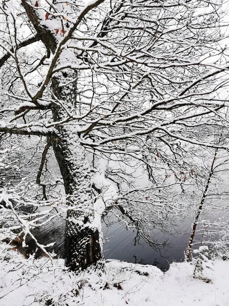 Uma Bela Paisagem Inverno Com Árvores Nevadas Rio Claro Larvik — Fotografia de Stock