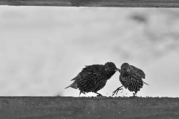 Egy Starling Egy Másik Starlingot Csipeget — Stock Fotó