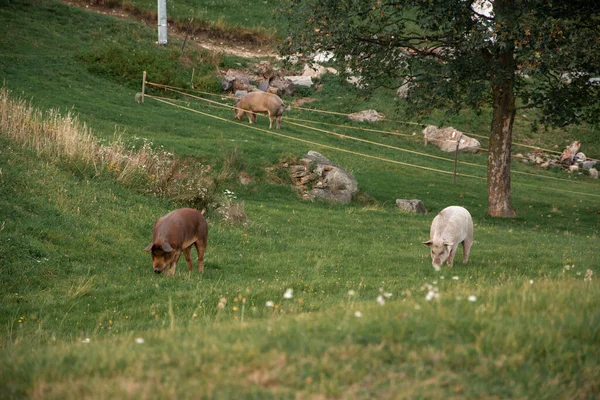 Closeup Shot Pigs Eating Grass Natural Landscape — Stock Photo, Image
