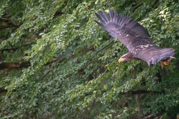 Uma Águia Voando Perto Dos Galhos Uma Árvore Parque Vida — Fotografia de Stock