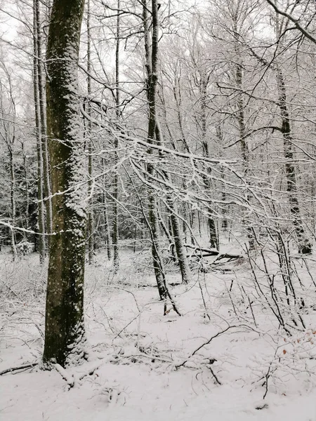 挪威拉尔维克 一个美丽的冬季风景的迷人的镜头 上面覆盖着积雪的树木 — 图库照片