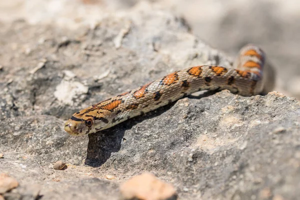 Schot Van Een Volwassen Luipaardslang Europese Ratelslang Zamenis Situla Een — Stockfoto