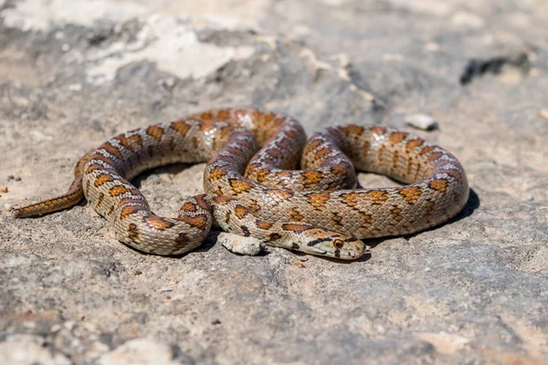 Macro Shot Body Skin Head Adult Leopard Snake European Ratsnake — Stock Photo, Image