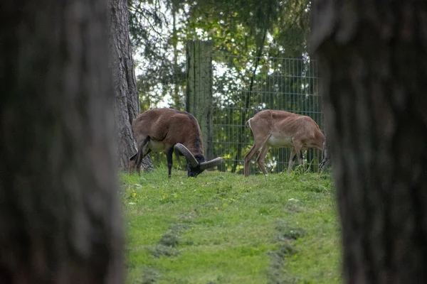 Divoké Ovce Pasoucí Divoké Přírodě Parku Německu — Stock fotografie
