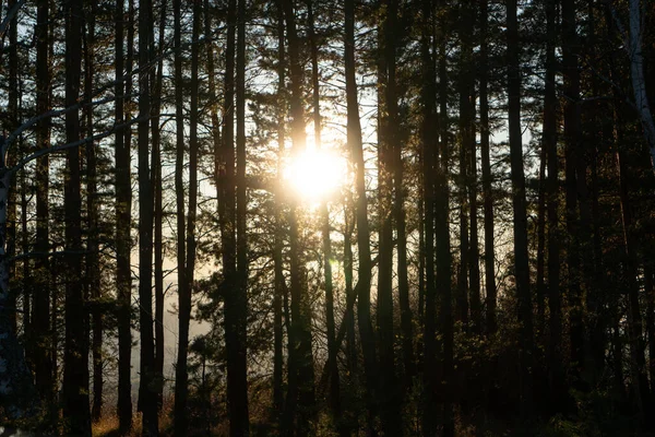 Tiro Ángulo Bajo Árboles Altos Sobre Brillante Fondo Del Sol — Foto de Stock