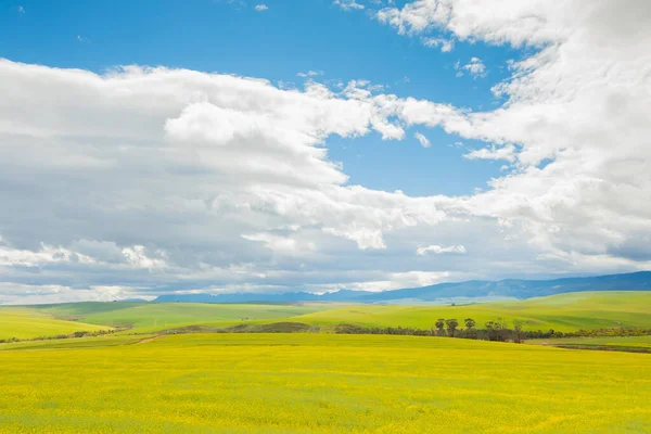 Bellissimo Campo Verde Sotto Cielo Nuvoloso — Foto Stock