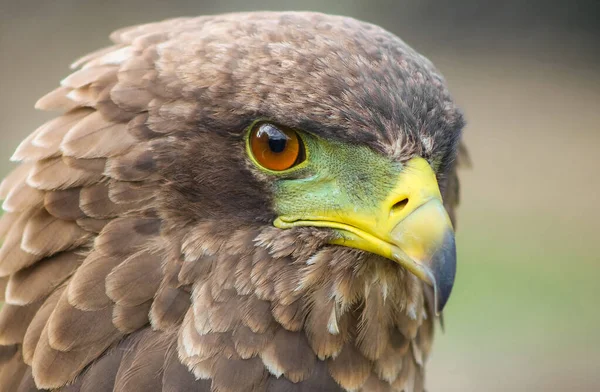 Nahaufnahme Eines Braunen Adlers Mit Grünem Und Gelbem Schnabel Auf — Stockfoto