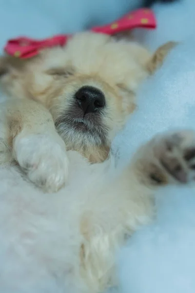 Vertical Shot Little Sleeping White Dog Bow Her Head — Stock Photo, Image