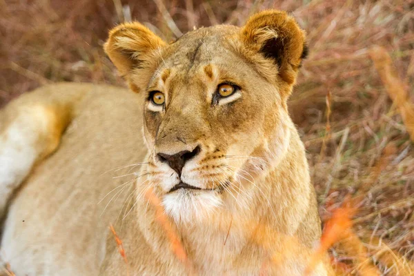 Ένα Αφρικανικό Λιοντάρι Που Κρύβεται Μεγάλο Γρασίδι Ένα Νοτιοαφρικανικό Απόθεμα — Φωτογραφία Αρχείου