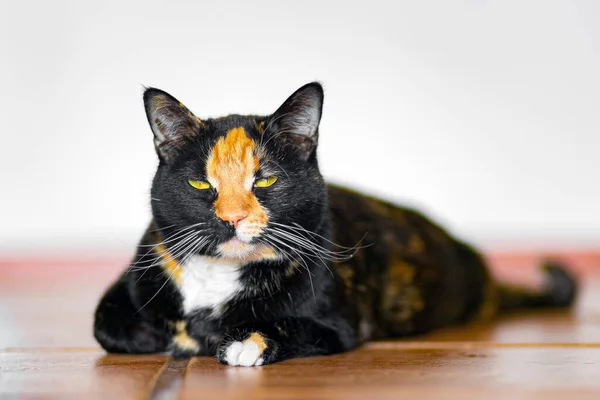 Una Messa Fuoco Selettiva Divertente Gatto Calico Addormentato — Foto Stock