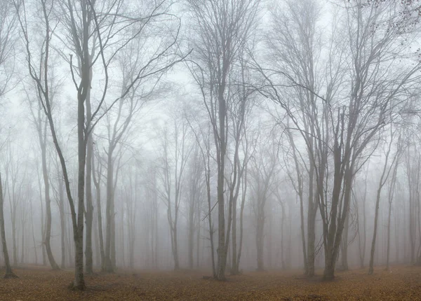 Vacker Utsikt Över Höga Träden Läskig Och Mystisk Skog Täckt — Stockfoto