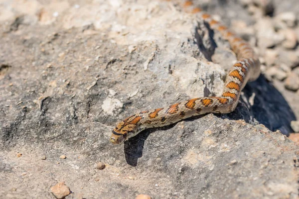 제도에 서식하는 사메니 뱀이나 사진이 석회암 미끄러지듯 지나가는 — 스톡 사진