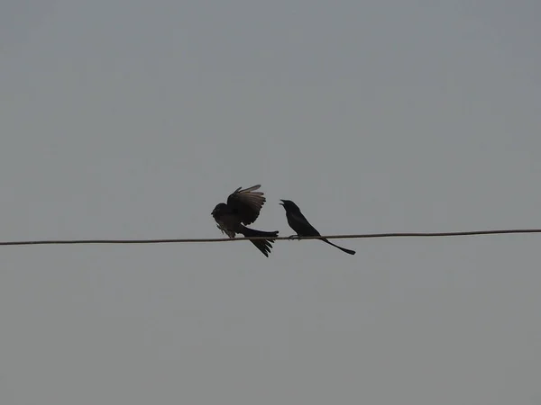 Uma Silhueta Dois Pássaros Sentados Linha Elétrica — Fotografia de Stock