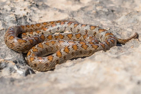 Macro Shot Body Skin Head Adult Leopard Snake European Ratsnake — Stock Photo, Image