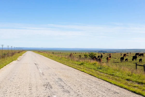 Los Animales Pastando Cerca Carretera Sudáfrica —  Fotos de Stock