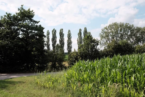 Shot Cornfield Trees — Stock Photo, Image