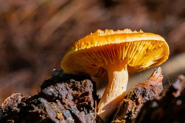 Hnědá Houba Vyrůstající Lese Rozmazaném Pozadí — Stock fotografie