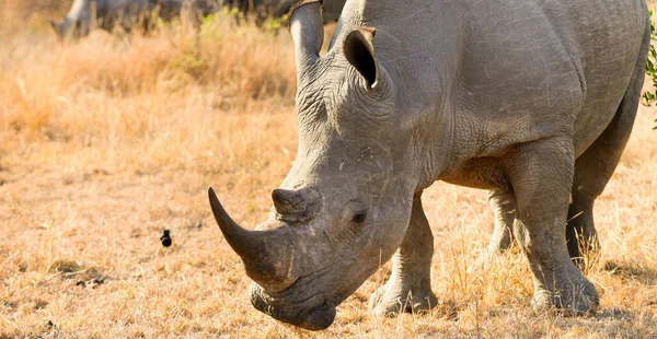 Αφρικανός Λευκός Ρινόκερος Μεγάλο Κέρας Στο Safari Στη Νότια Αφρική — Φωτογραφία Αρχείου