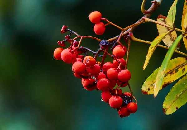 Tiro Foco Raso Outono Rowanberry Sorbus Aucuparia — Fotografia de Stock