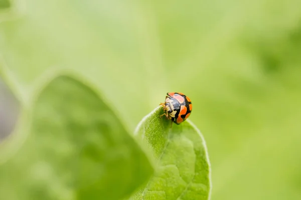 Uno Scatto Selettivo Una Coccinella Una Foglia Verde — Foto Stock