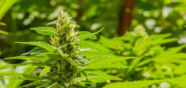 Cannabisplantorna Ett Fält — Stockfoto