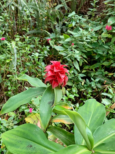 Egy Függőleges Felvétel Egy Gyönyörű Piros Costus Barbatus Virágról Kertben — Stock Fotó