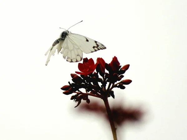 Kırmızı Bir Çiçekte Uçan Beyaz Bir Kelebeğin Yakın Çekimi — Stok fotoğraf