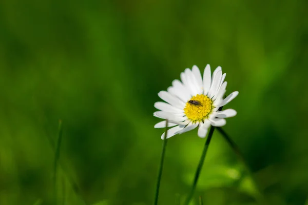 Selektiv Fokus Bugg Pollinerar Blommig Tusensköna Blomma Grön Suddig Bakgrund — Stockfoto