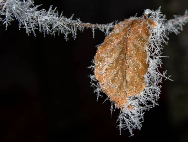 Une Feuille Sèche Recouverte Givre — Photo