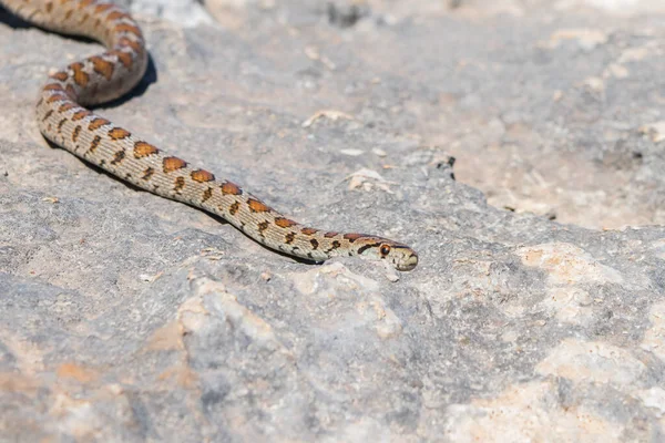 Zamenis Situla是马耳他群岛特有的蛇种类 在石灰岩上滑行 被成年豹蛇或欧洲老鼠开枪打死 — 图库照片