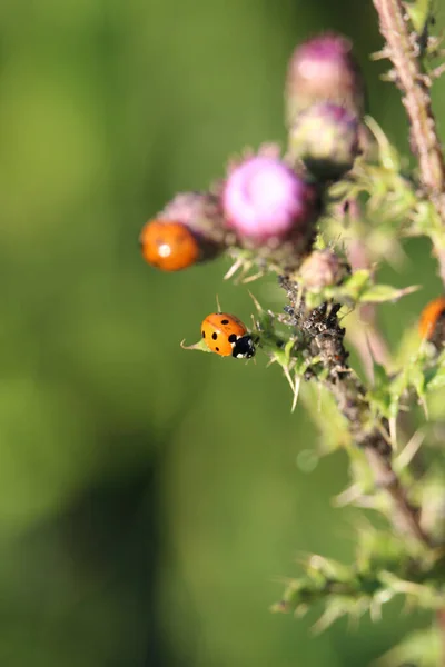 Küçük Bir Devedikeni Üzerinde Birkaç Uğur Böceğinin Dikey Görüntüsü — Stok fotoğraf