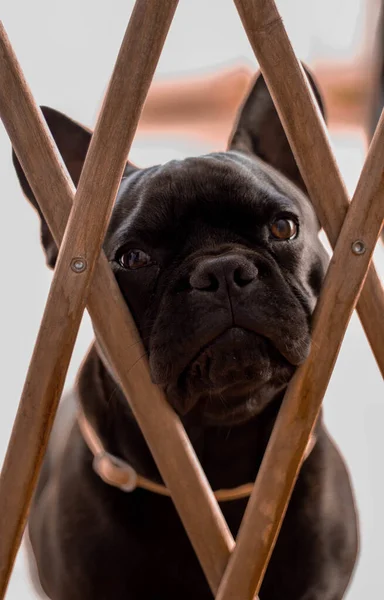 Szelektív Fókusz Felvétel Egy Aranyos Fekete Francia Bulldog Otthon — Stock Fotó